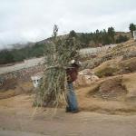 Hard at Work
August, 2006
Sacred Valley, Peru