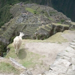 Llama over Macho Picchu
August, 2006
Macho Picchu, Peru